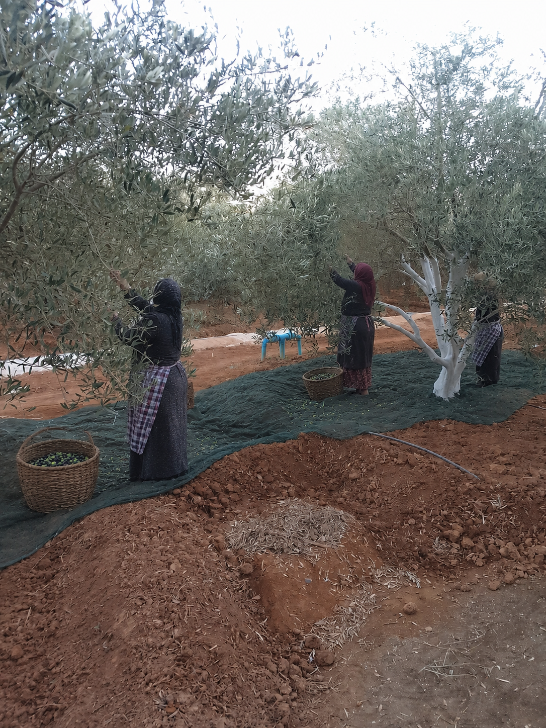 Récolte des olives TAZITUNT